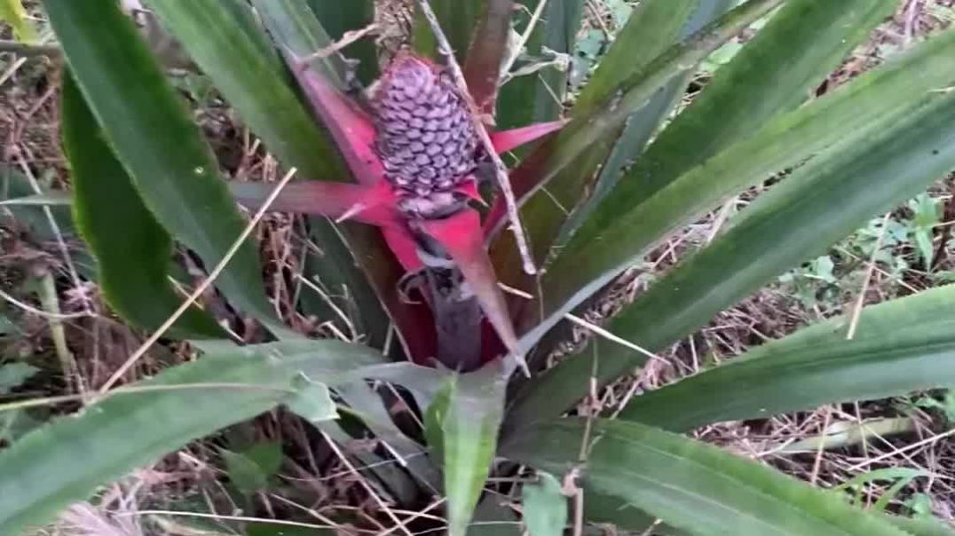 After 2 years, we are getting pineapples